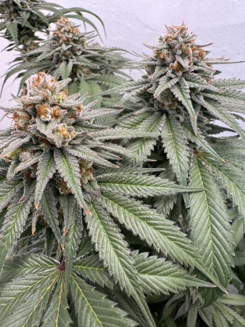 Living Soil - Secret Kush Cross. Week 14