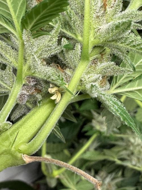 Living Soil - Secret Kush Cross. Week 14