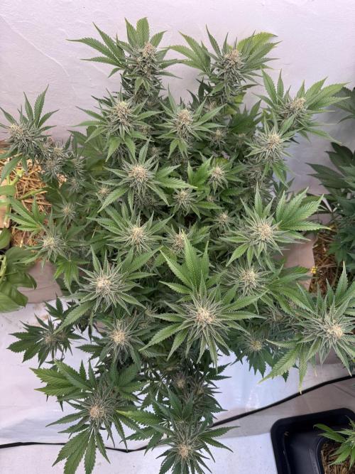 Living Soil - Aficionado 2nd MJ‘25. Week 13