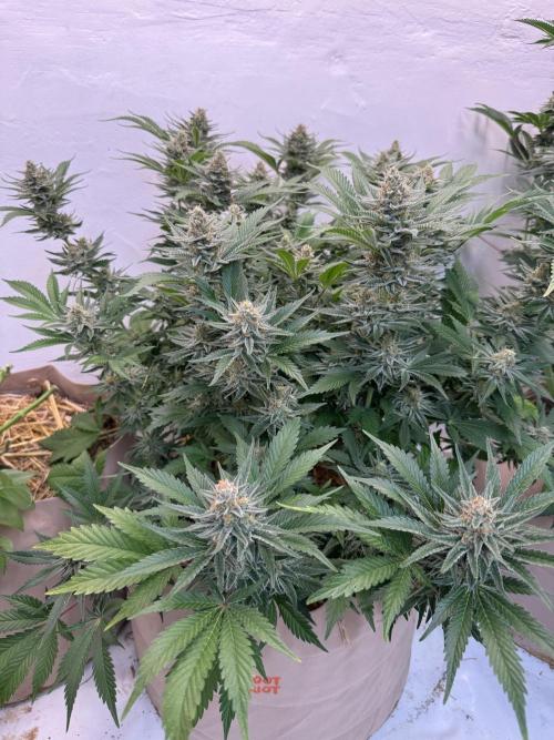 Living Soil - Aficionado 2nd MJ‘25. Week 13