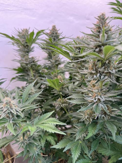 Living Soil - Aficionado 2nd MJ‘25. Week 13