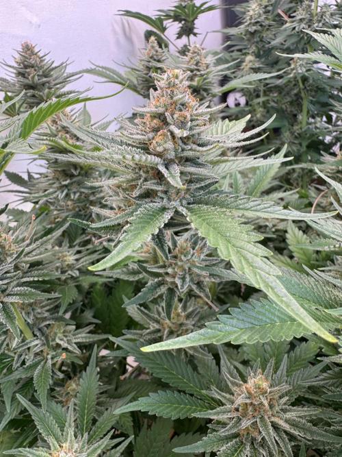 Living Soil - Aficionado 2nd MJ‘25. Week 13