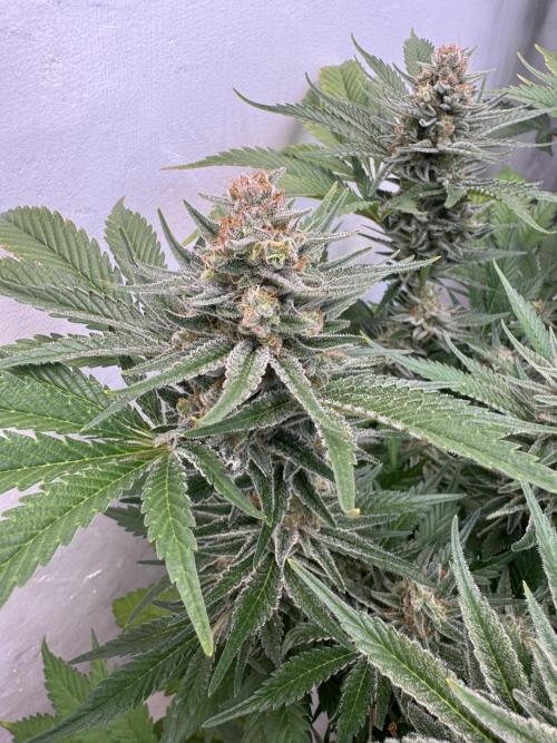 Living Soil - Aficionado 2nd MJ‘25. Week 13