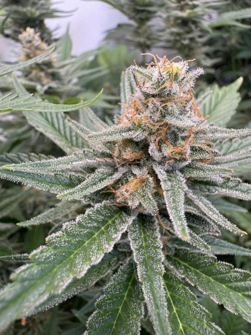 Living Soil - Aficionado 2nd MJ‘25. Week 13