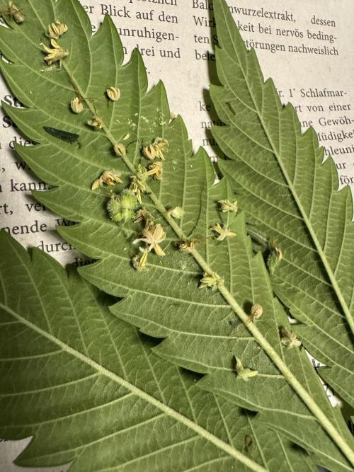 Living Soil - Aficionado 2nd MJ‘25. Week 13