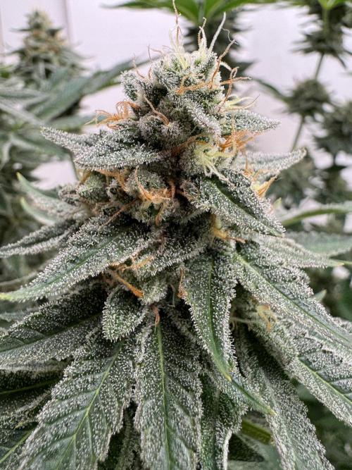 Living Soil - Aficionado MJ‘25. Week 13