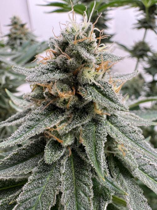 Living Soil - Aficionado MJ‘25. Week 13