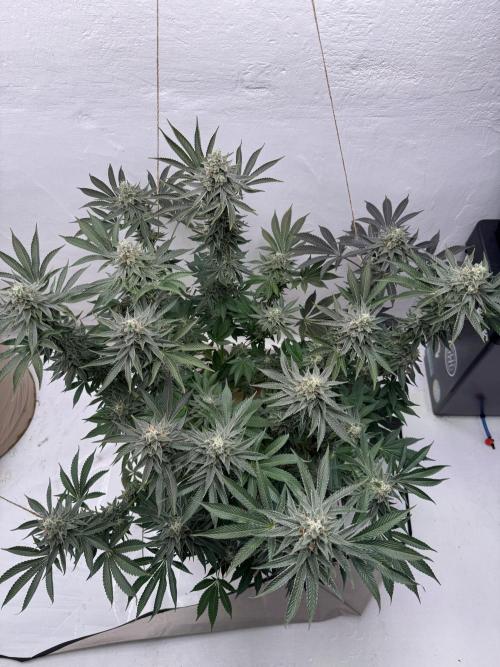 Living Soil - Aficionado MJ‘25. Week 14