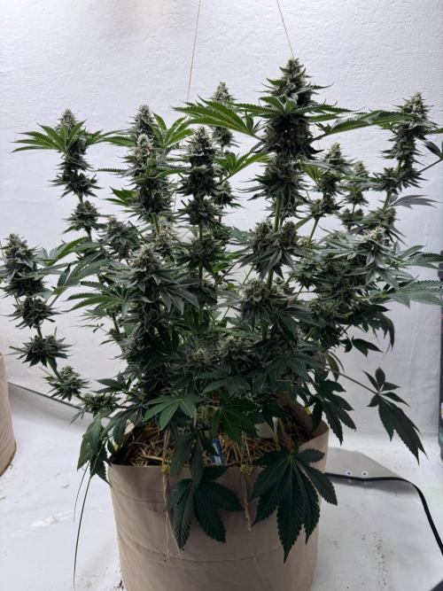 Living Soil - Aficionado MJ‘25. Week 14