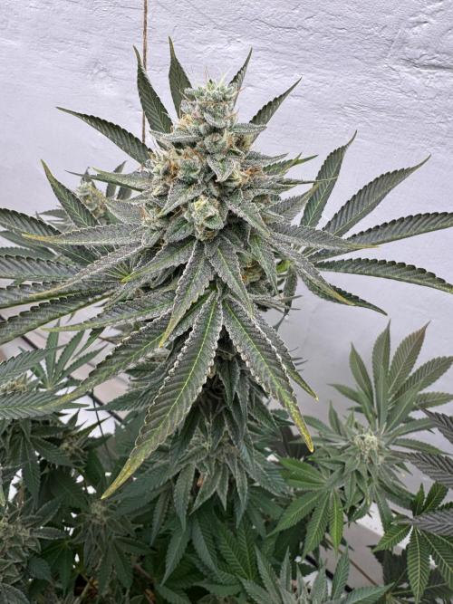 Living Soil - Aficionado MJ‘25. Week 14