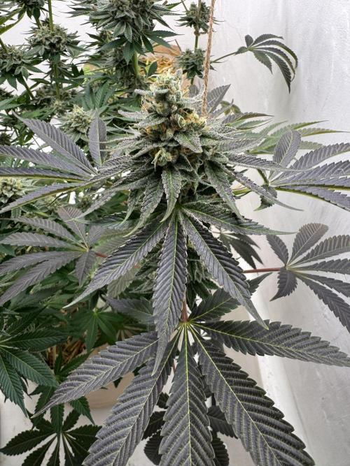 Living Soil - Aficionado MJ‘25. Week 14