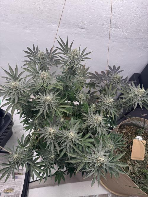 Living Soil - Aficionado MJ‘25. Week 15