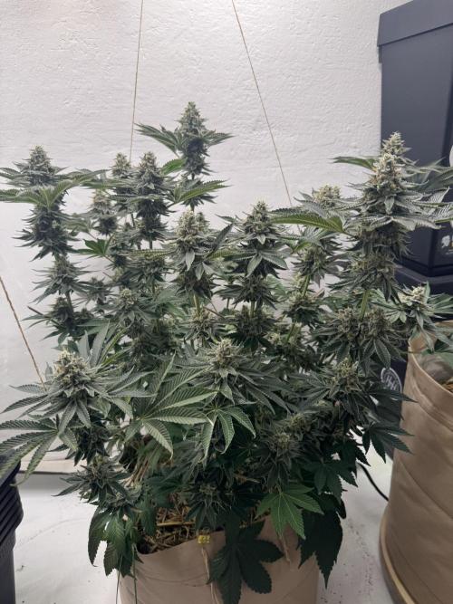 Living Soil - Aficionado MJ‘25. Week 15