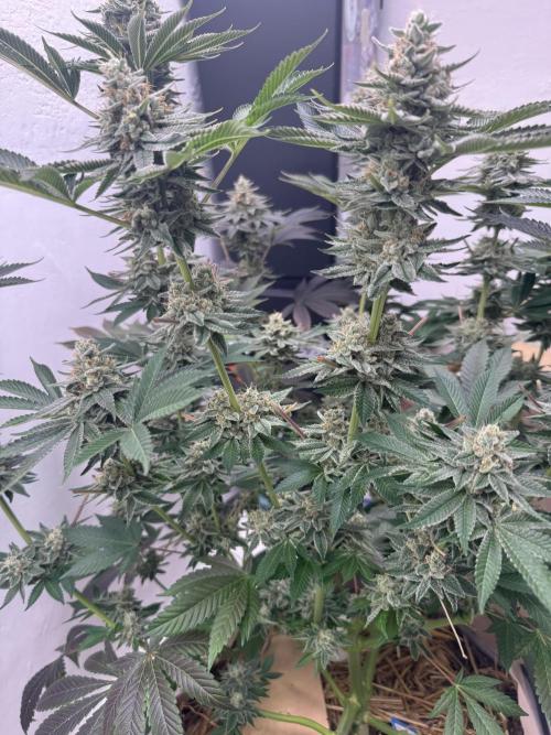 Living Soil - Aficionado MJ‘25. Week 15