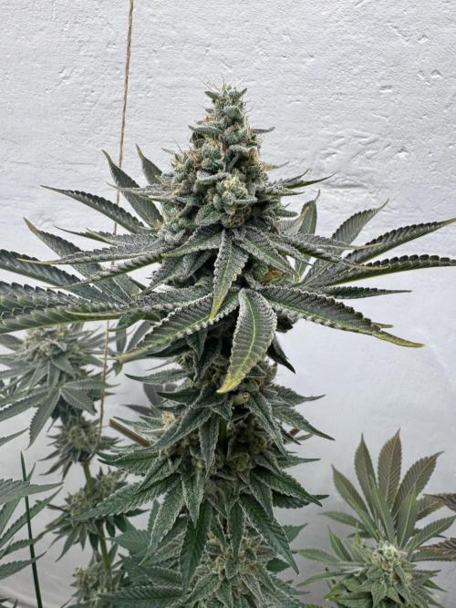 Living Soil - Aficionado MJ‘25. Week 15