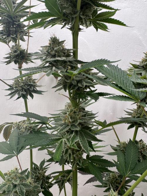 Living Soil - Aficionado MJ‘25. Week 15