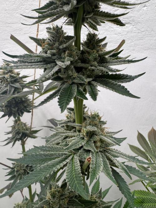 Living Soil - Aficionado MJ‘25. Week 15