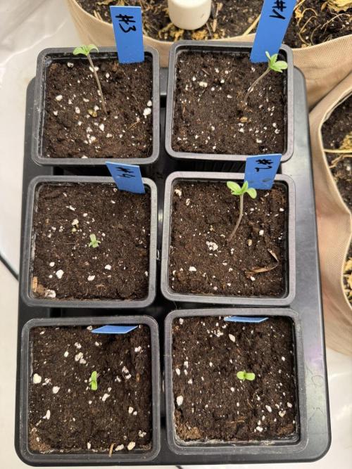 Caribbean Kush. Week 1