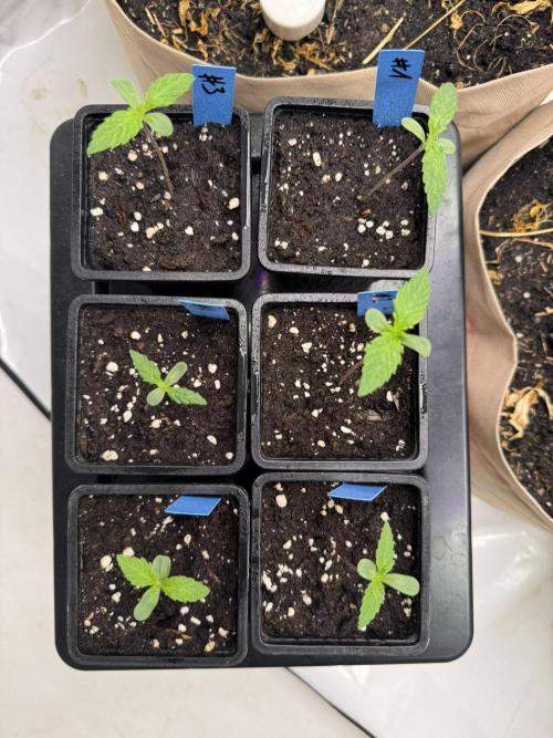 Caribbean Kush. Week 1