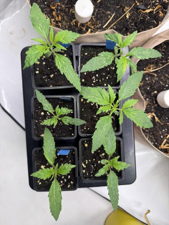 Caribbean Kush. Week 2