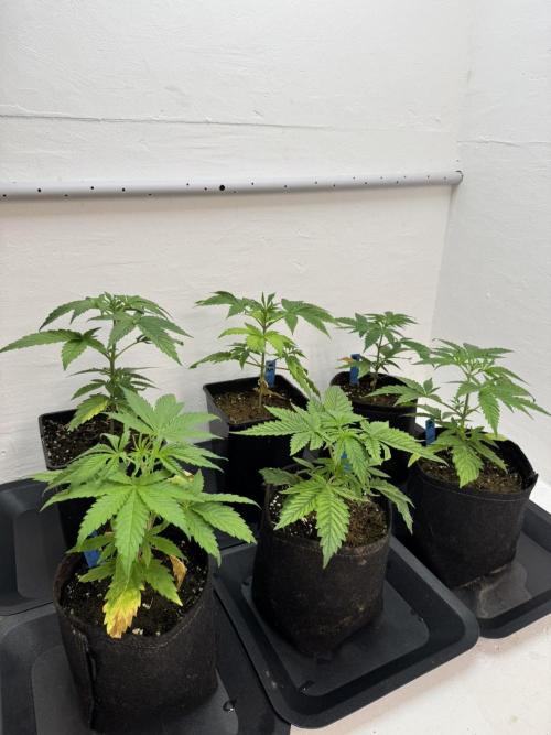 Caribbean Kush. Week 4