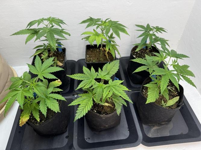 Caribbean Kush. Week 4