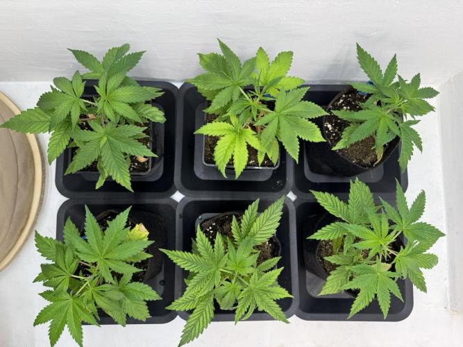 Caribbean Kush. Week 4