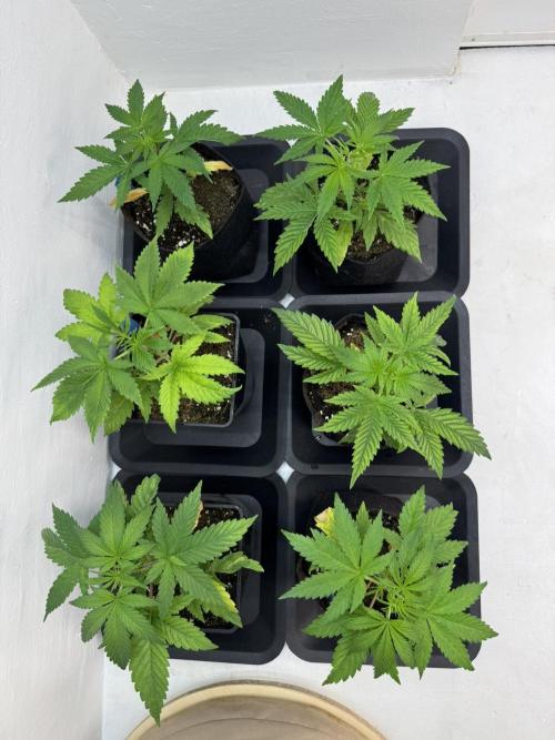 Caribbean Kush. Week 4