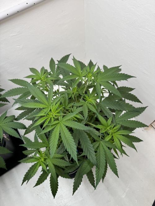 Caribbean Kush. Week 5