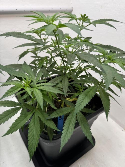 Caribbean Kush. Week 5