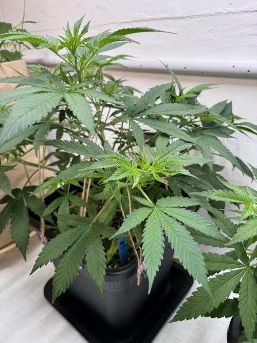 Caribbean Kush. Week 5