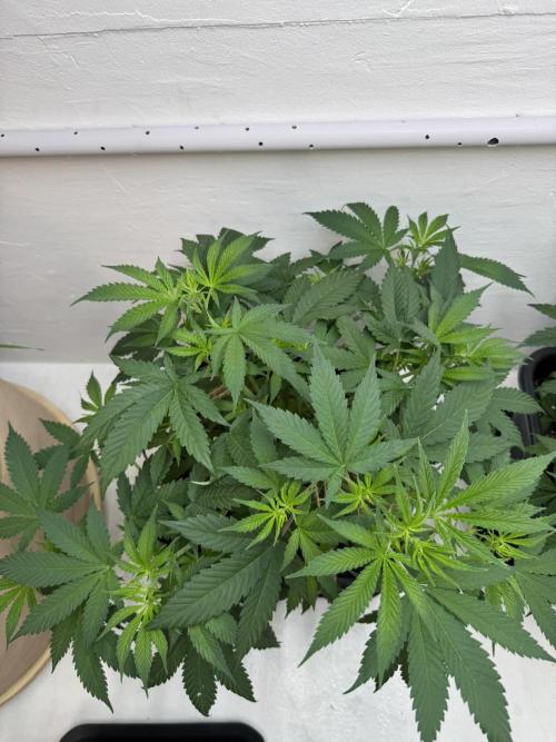 Caribbean Kush. Week 5