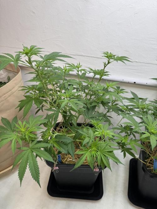 Caribbean Kush. Week 6