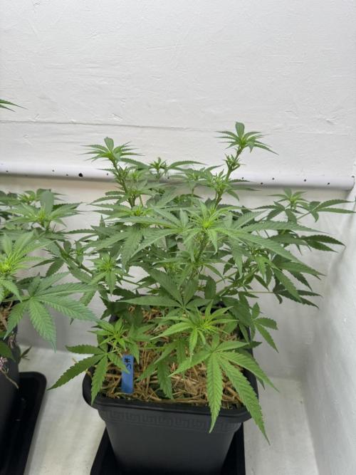 Caribbean Kush. Week 6