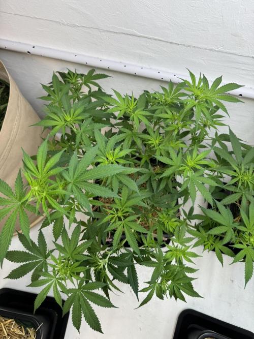 Caribbean Kush. Week 6