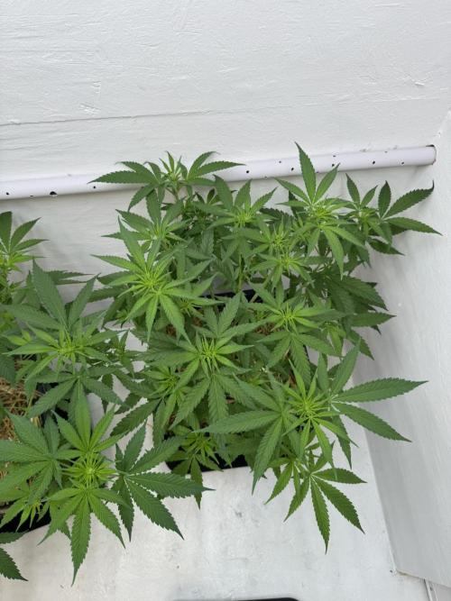Caribbean Kush. Week 6