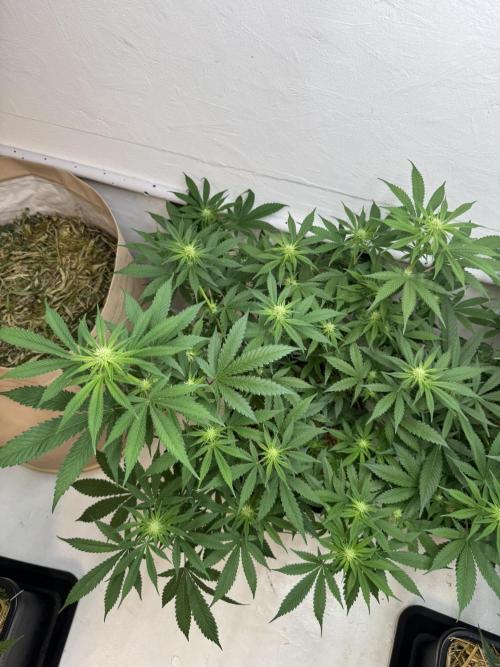 Caribbean Kush. Week 7