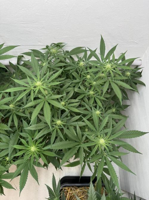 Caribbean Kush. Week 7