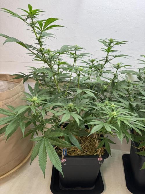 Caribbean Kush. Week 7