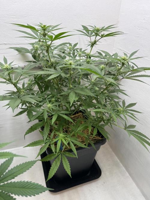 Caribbean Kush. Week 7