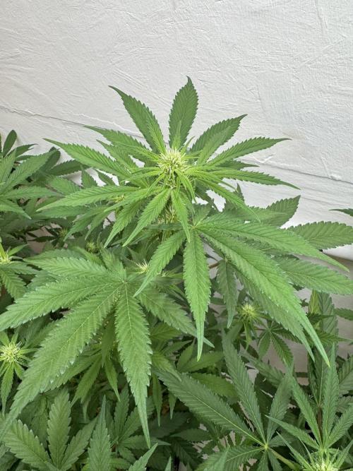 Caribbean Kush. Week 7