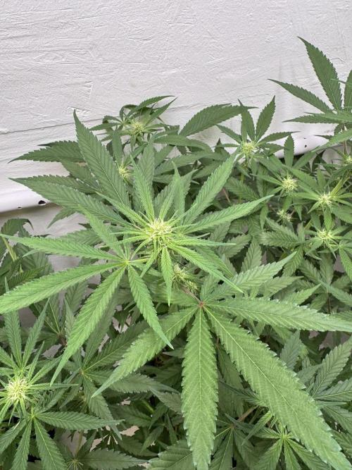 Caribbean Kush. Week 7