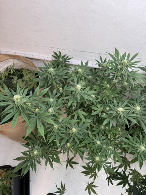 Caribbean Kush. Week 8