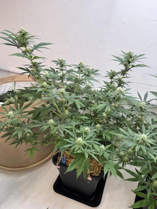 Caribbean Kush. Week 8