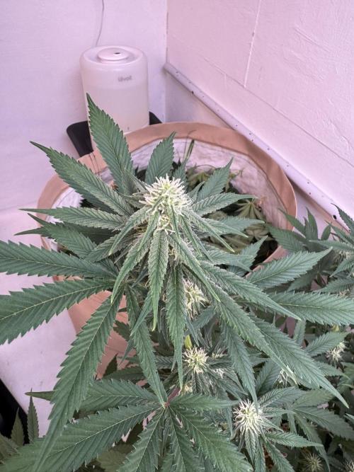 Caribbean Kush. Week 8