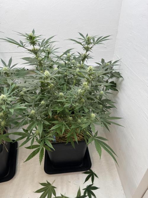 Caribbean Kush. Week 8