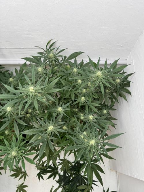 Caribbean Kush. Week 8