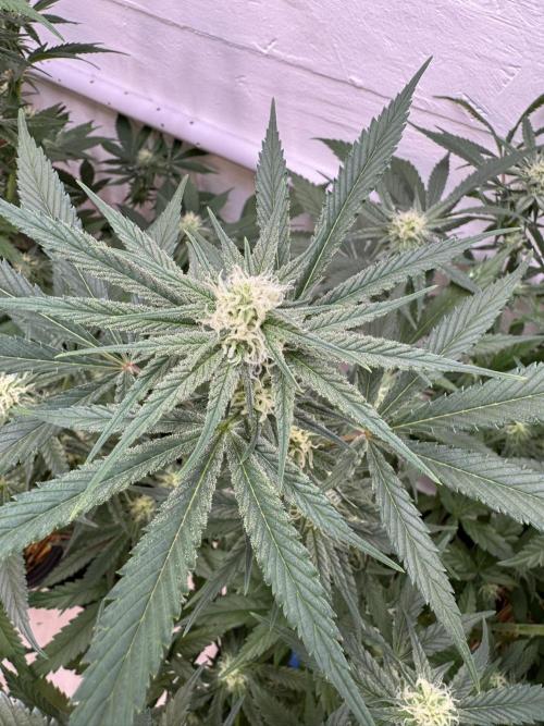 Caribbean Kush. Week 8