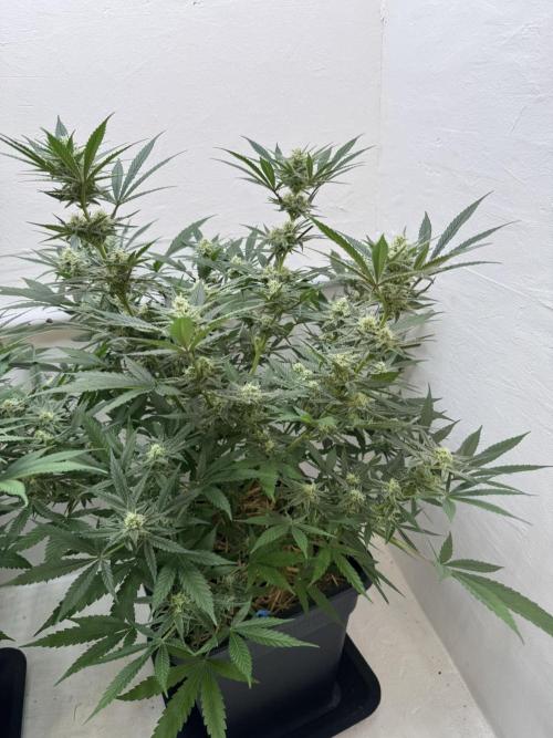 Caribbean Kush. Week 9