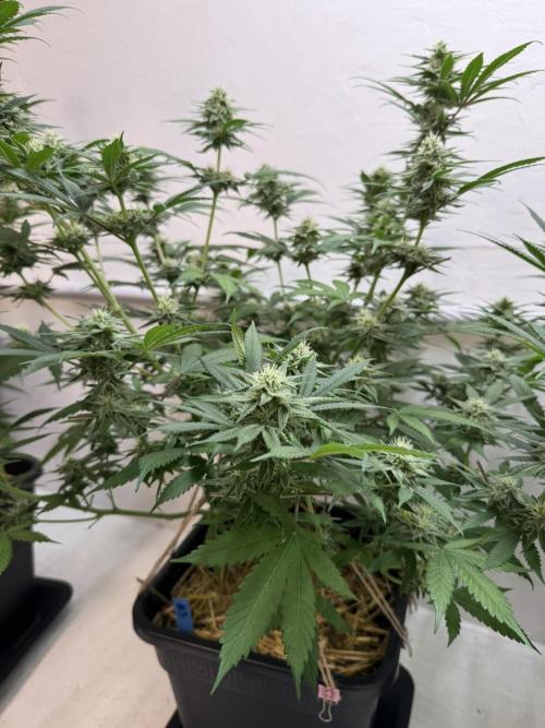 Caribbean Kush. Week 9
